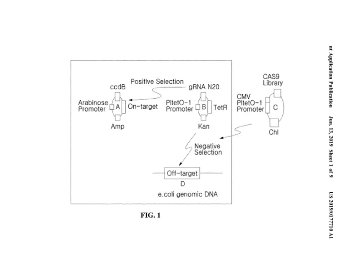Method For Screening <em>Target</em> Specific Nuclease Using Multi-<em>Target</em> System Of On-<em>Target</em> And Off-<em>Target</em> And Use Thereof